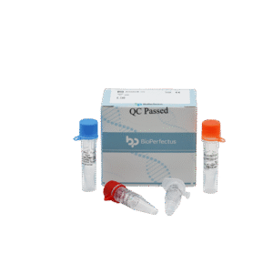 Kit de PCR em Tempo Real para Leptospira