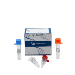 Kit PCR em Tempo Real para Rickettsia Typhi