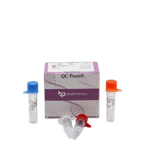 Kit de PCR em Tempo Real para Treponema Pallidum