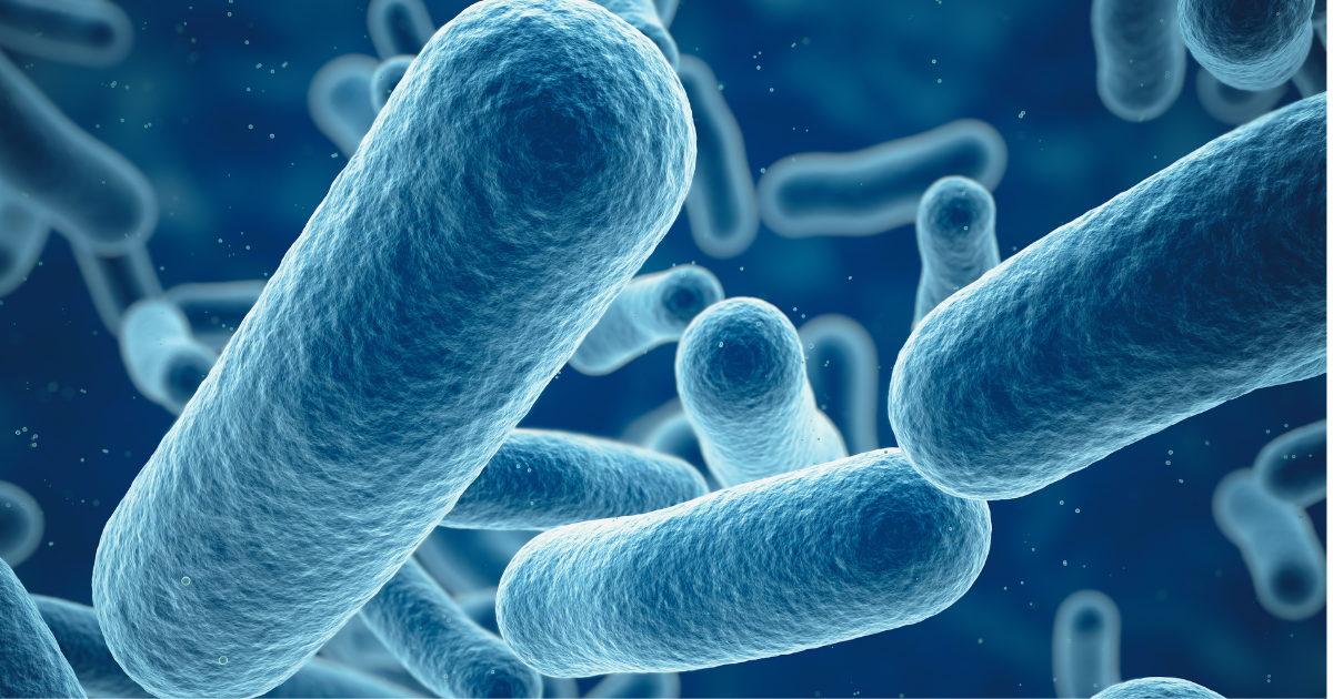 E. coli e antibióticos
